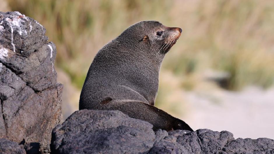 seals dunedin